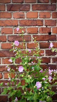 Pink Mallow Flowers Blooming Against Old Red Brick Wall