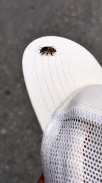Honey Bee on White Cap Above Grey Asphalt Close-up