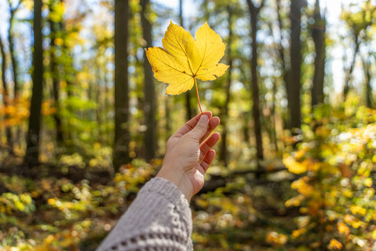 Close up of female hand holding a bright yellow maple leaf against autumn forest background.