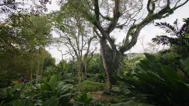 Tropical rainforest trees and exotic plants in Singapore Botanic Gardens showcasing lush nature and peaceful landscapes within a vibrant metropolitan destination in Asia