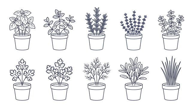 Potted culinary herbs vector icon set with basil parsley rosemary line art