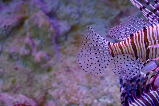 Extreme macro close-up of a Red Lionfish (Pterois volitans) tail and dorsal fin displaying translucent dotted patterns and zebra stripes. High-quality marine photography with copy space, highlighting