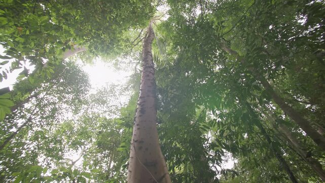 Untouched Asian tropical rainforest with exotic trees rich vegetation and peaceful natural scenery surrounded by lush green wilderness