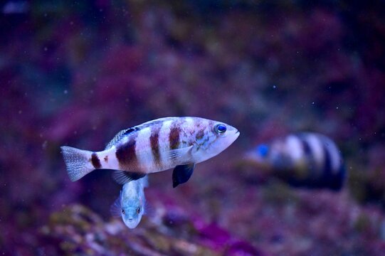 Side profile of a painted comber (Serranus scribba) with distinctive dark stripes and blue accents, swimming in a deep blue underwater aquarium environment. Perfect for marine life, zoology