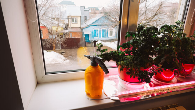 A bright window view with a yellow spray bottle and potted plants. Outside, a colorful house and a snowy yard are visible.