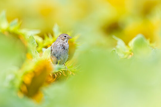 An adult corn bunting perched in a sunflower field.