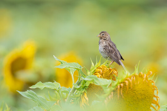 An adult corn bunting perched in a sunflower field.