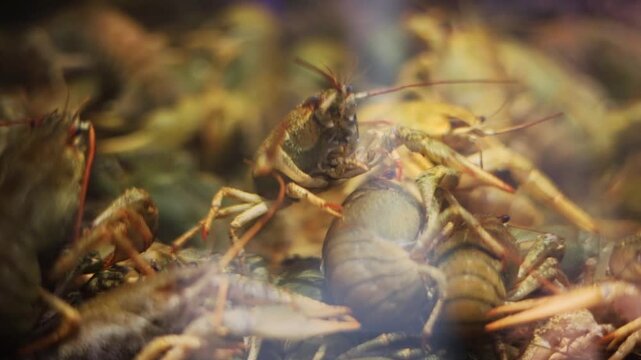 Close-up of crayfish in an aquarium at a grocery store, wildlife macro photography. Many live crayfish swim in water closeup.