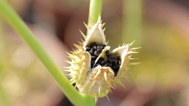 Close-up of opened Datura stramonium seed pod on the plant, revealing black seeds. Detailed botanical view of a toxic wild plant in its fruiting stage.