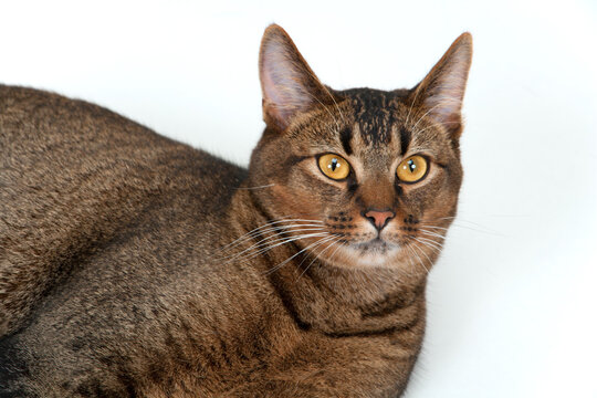 Cute part Abyssinian young male cat with piercing amber eyes on white seamless background