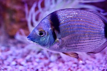 Macro profile portrait of a two-banded sea bream (Diplodus vulgaris) swimming past a soft sea anemone underwater. Detailed marine wildlife photography with vibrant purple aquarium lighting © Drachenfutter