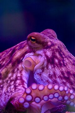 Macro shot of a purple octopus showing detailed skin texture, intelligent eye, siphon, and tentacles with prominent suction cups in an aquarium with neon lighting. Ideal for ocean life, marine biology