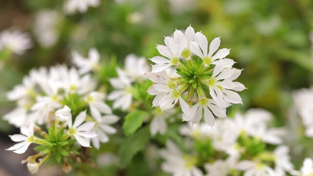 White Scaevola flowers in bloom with fan-shaped petals and selective focus. Softly blurred blossoms in the background create an elegant botanical garden scene.