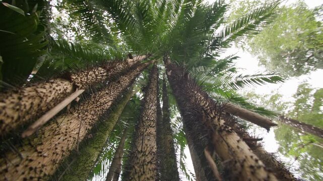Exotic tropical rainforest landscape with lush trees and vibrant plants in Singapore Botanic Gardens creating a serene travel destination in Asia