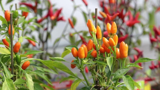 Ripe orange chili peppers growing on cultivated plants. Selective focus highlights the harvest-ready crop, with red peppers softly blurred in the background.