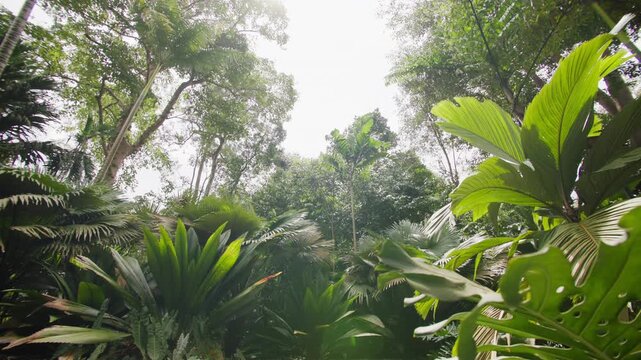Beautiful tropical vegetation with large rainforest leaves in Singapore Botanic Gardens forming a peaceful natural oasis for travelers exploring Asia