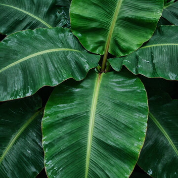 Minimal composition of layered tropical banana leaves in gentle rainfall, elegant negative space, modern botanical aesthetic, realistic natural lighting, lush green colors, commercial background, phot