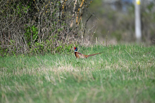 Common pheasant running on the meadow awy from danger 