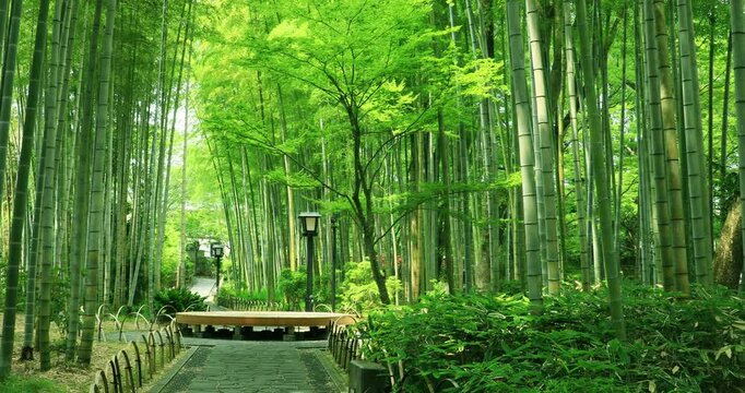 修善寺温泉の竹林の小径