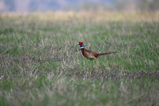 Common pheasant running on the meadow awy from danger 