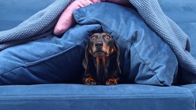 A black and tan dachshund dog peeks out from under a blanket between pillows on a sofa, looking startled as if reacting to sudden noise, a concept of stress from loud neighbors at home.