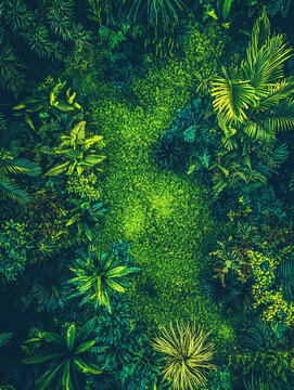 Dense tropical jungle forest canopy background with lush green leaves palms and mossy ground texture