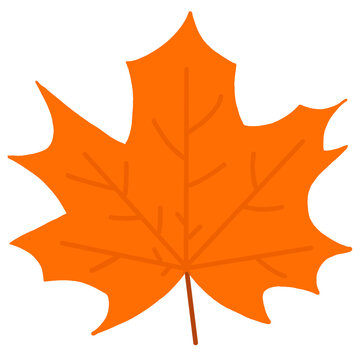 autumn maple leaf