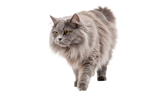 Fluffy domestic grey siberian cat walking profile isolated on transparent background