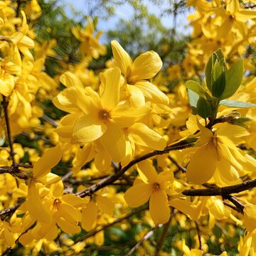 Vibrant yellow spring blossoms fill the frame, a close-up view