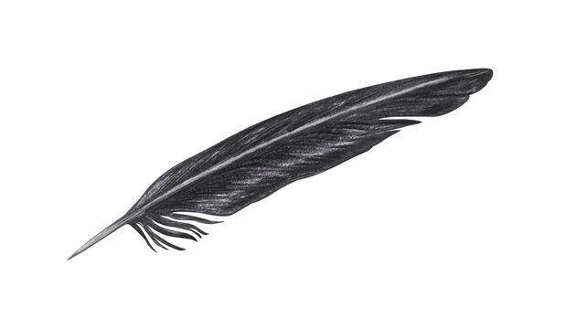 Detailed black bird feather with realistic vane texture. Hand drawn charcoal natural element illustration isolated on. Realistic detailed monochrome drawing for decor