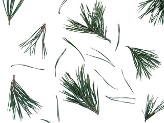 Obraz premium Pine Branches and Needles Pattern Isolated on Transparent Background