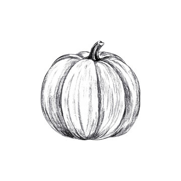 Whole autumn pumpkin vegetable with stem. Hand drawn black charcoal farm organic food illustration isolated on. Realistic detailed monochrome drawing for harvest thanksgiving decor