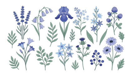 Blue flowers vector illustration set. Lavender, iris, bluebells, forget me not, thistle, berries and green botanical leaves. © Creative Studio 
