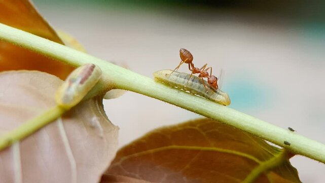 Macro close-up footage of a weaver ant (Oecophylla smaragdina) tending and protecting a Common Ciliate Blue butterfly caterpillar (Anthene emolus) on a Schleichera oleosa host plant branch.
