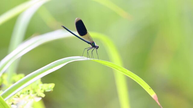 Male Banded demoiselle on the hunt  flying and spreading its wings on a leaf of Hemerocalle in summer. Calopteryx splendens, Hemerocallis sp, Indre-et-Loire, r&eacute;gion Centre Val de Loire, France, Europe