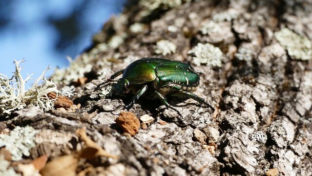 Metallic Green Scarab Beetle on Rough Tree Bark with Lichen