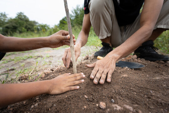 Close-up of father and son hands covering soil around a young tree during an outdoor family environmental conservation activity.