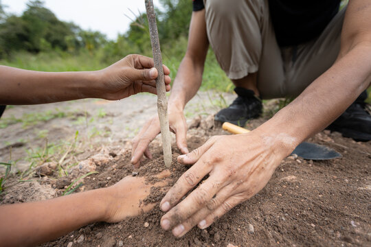 Close-up of father and son hands covering soil around a young tree during an outdoor family environmental conservation activity.
