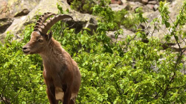 Alpine Ibex Standing on Rocky Terrain in the Italian Alps