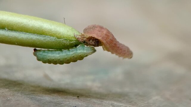 Macro close-up footage of two Pea Blue butterfly caterpillars (Lampides boeticus) with different color variations crawling on a Crotalaria pallida pod.