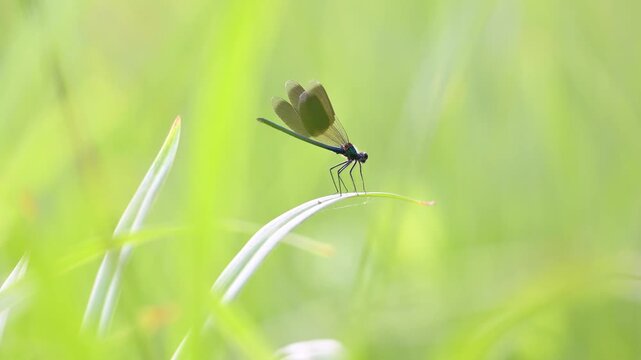 Male Banded demoiselle on the hunt flying off and returning from its observation post on a leaf of Hemerocalle before taking off. Calopteryx splendens, Hemerocallis sp, r&eacute;gion Centre, France, Europe