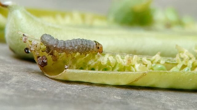 Macro close-up footage of a moth caterpillar crawling on an open Crotalaria pallida pod. Detailed wildlife shot showcasing damage to the host plant pods caused by the larva's feeding behavior.