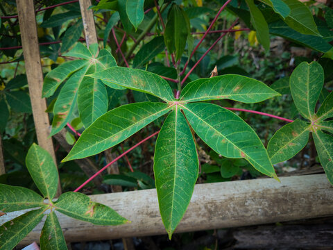 Close-up image of cassava leaf texture (Manihot esculenta)
