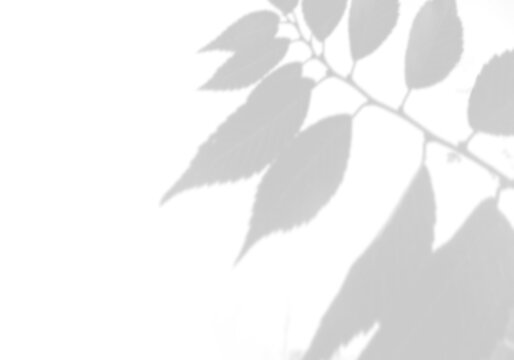 Natural light casts shadows from the laurel branches on a white background. Mockup