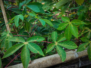 Close-up image of cassava leaf texture (Manihot esculenta)  © bani_art.21