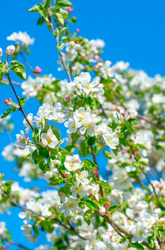 Spring Apple Blossom over blue sky.