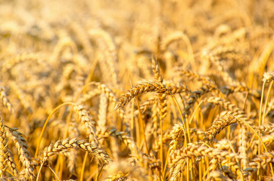 Fields of wheat at the end of summer fully ripe