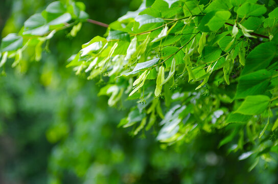Linden branch with green leaves and buds before flowering.
