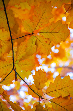 Bright autumn leaves in the natural environment.