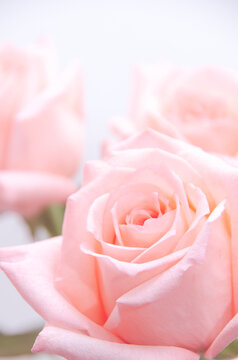 Close up of garden rose